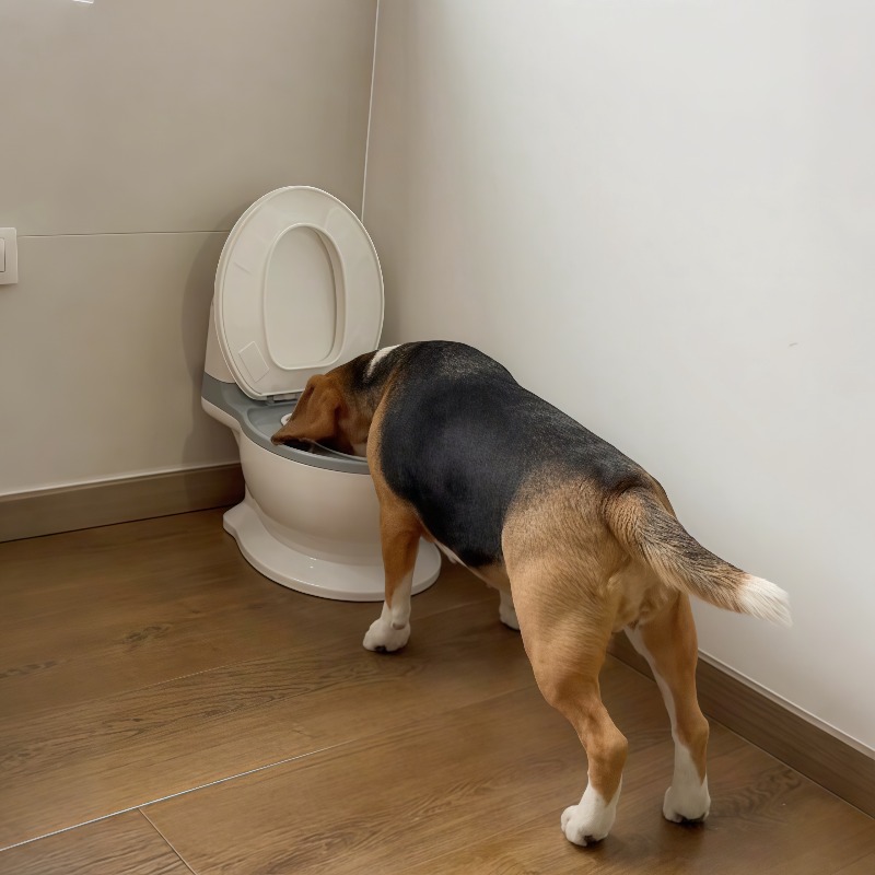 2026 New Funny Creative Shaped - đánh giá và giá Pet Feeders