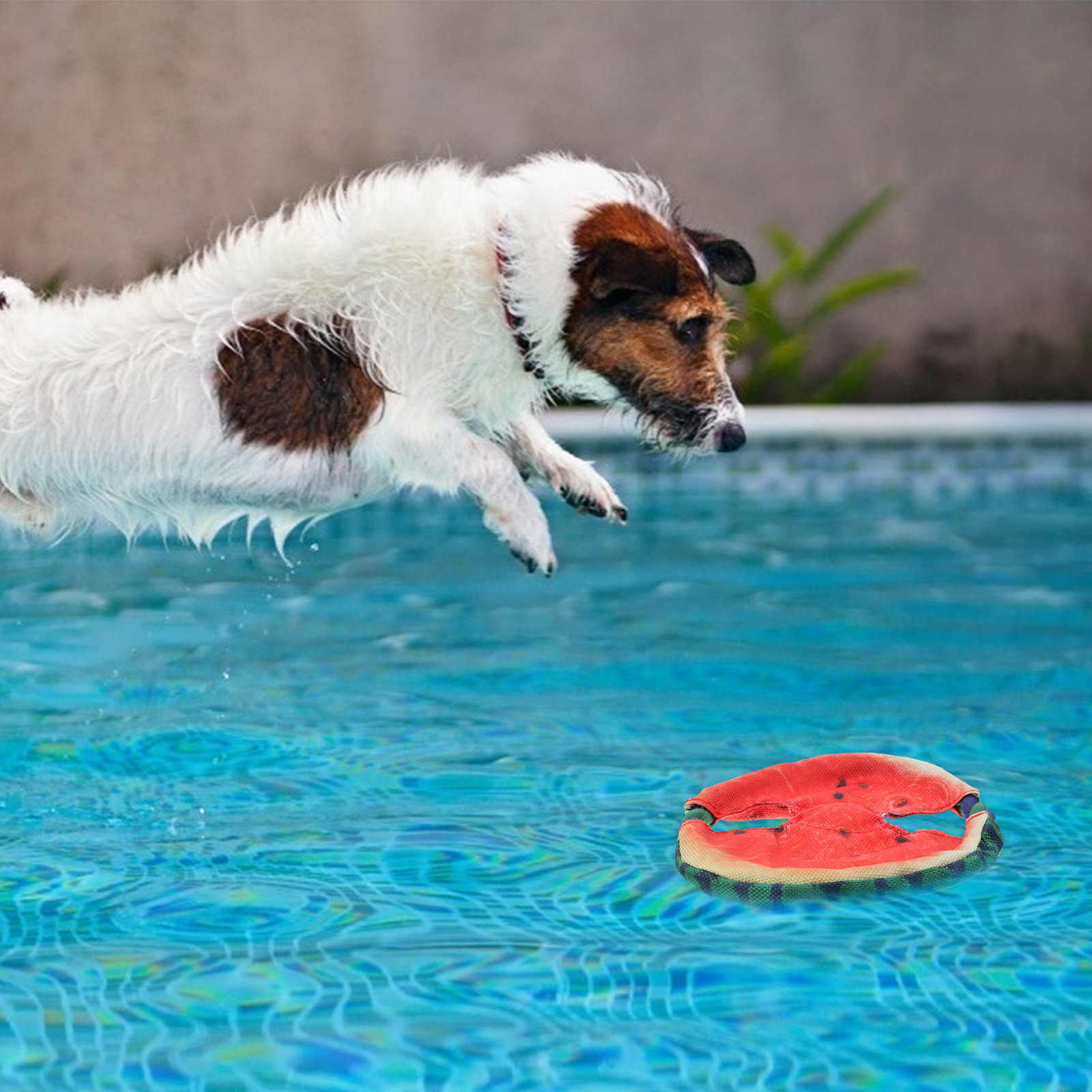 Dog Flying Disc Floating Water - đánh giá và giá Flying Disc Dog Training Toy